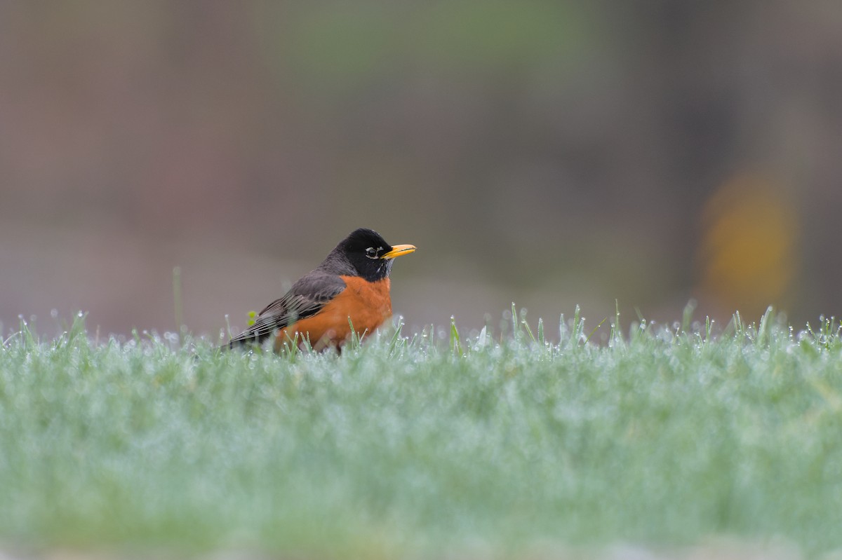 American Robin - ML564089041