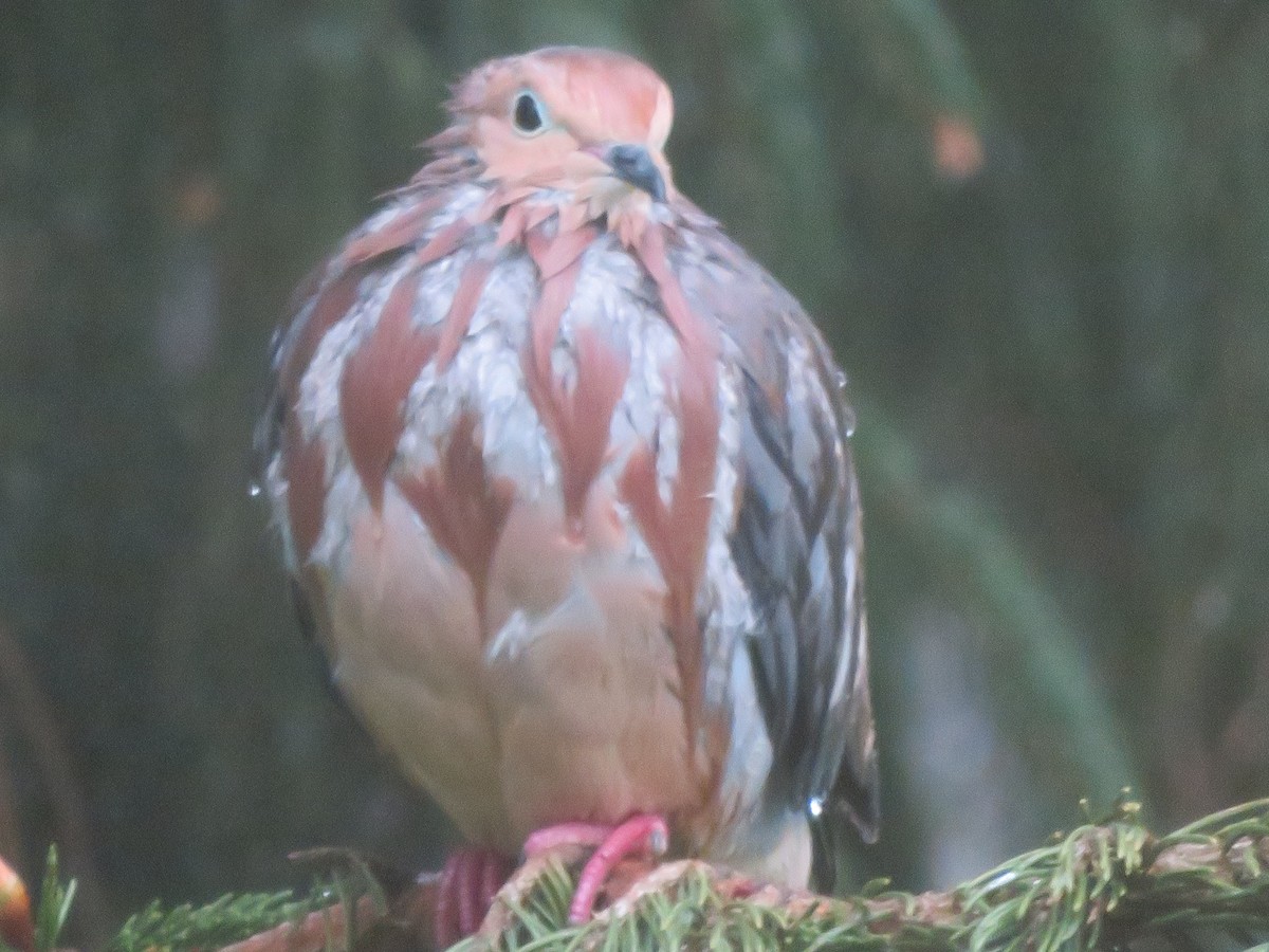 Mourning Dove - James Speicher