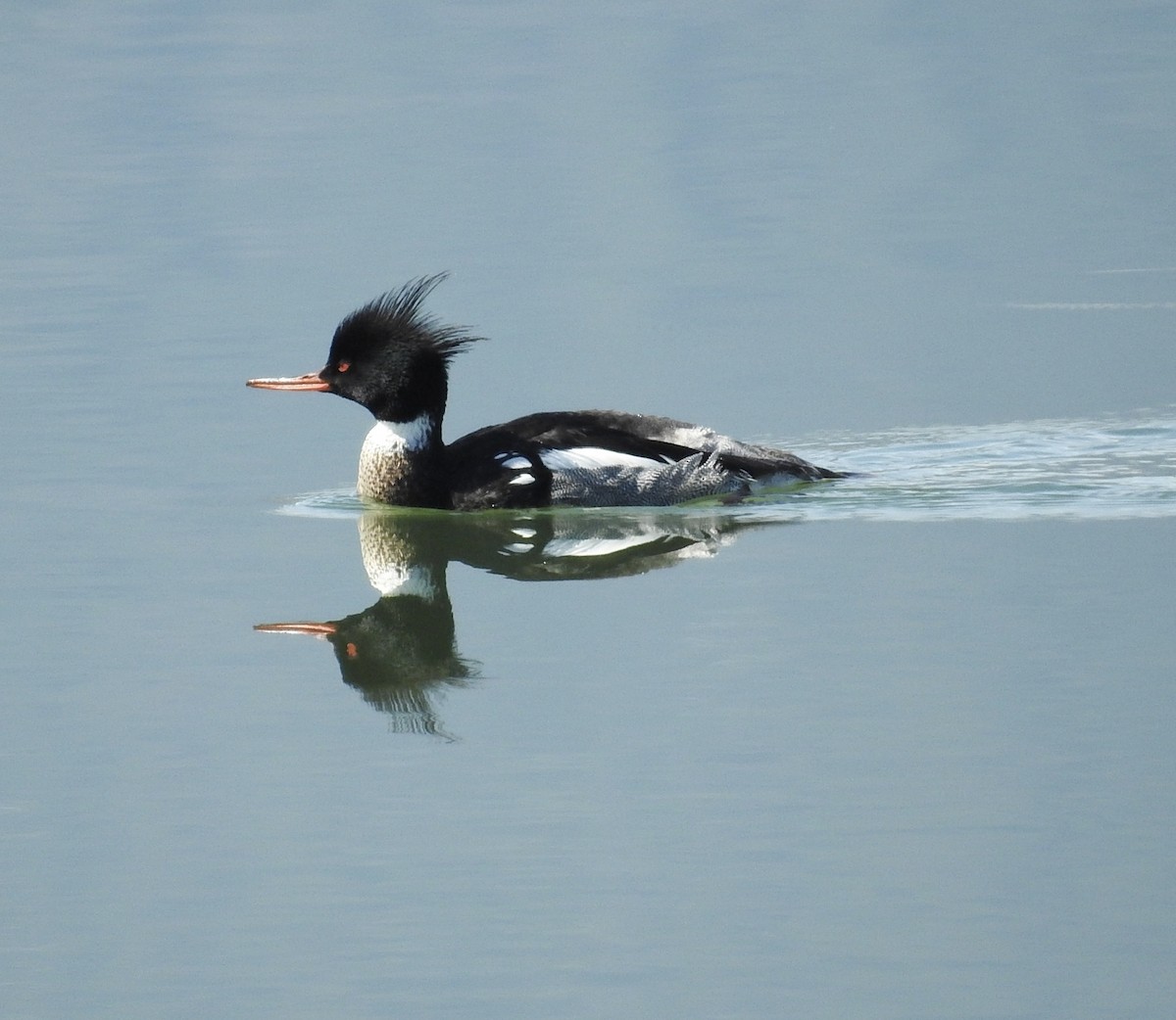 Red-breasted Merganser - ML564089741