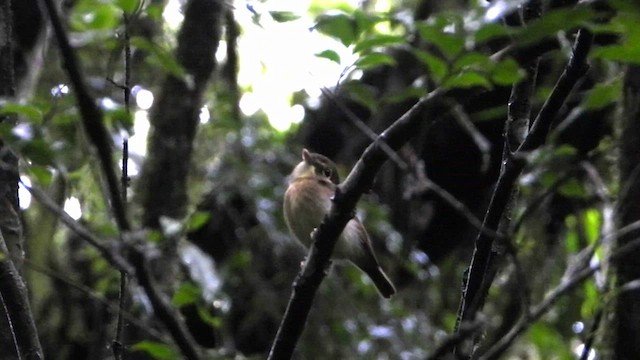 Russet-winged Spadebill - ML564089871