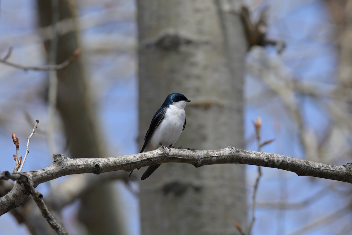 Tree Swallow - ML564090951