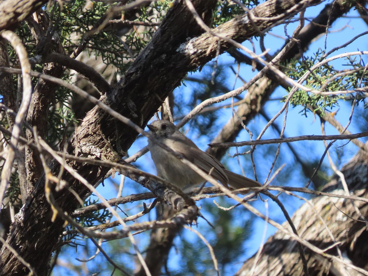 Juniper Titmouse - ML564092621