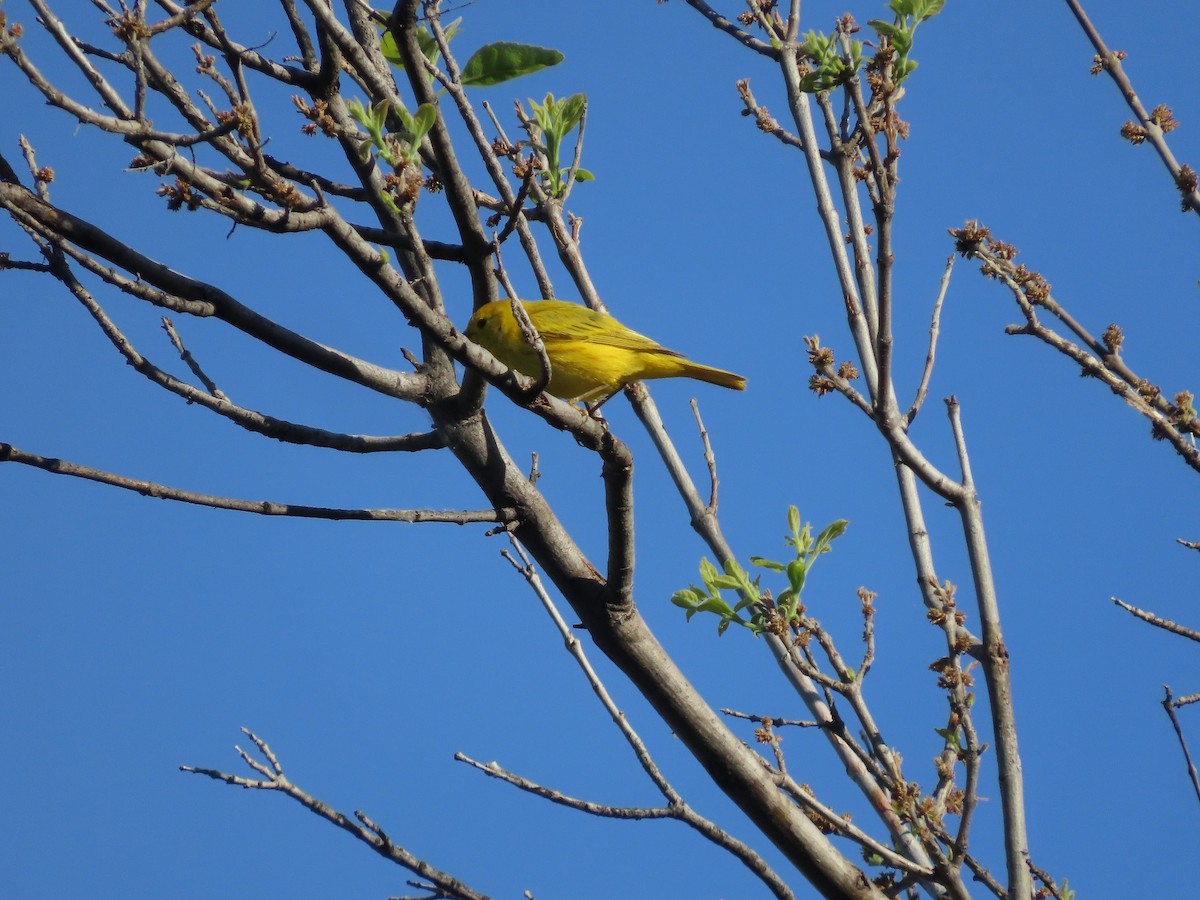 Yellow Warbler - Anne (Webster) Leight