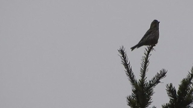 Cassin's Finch - ML564096031