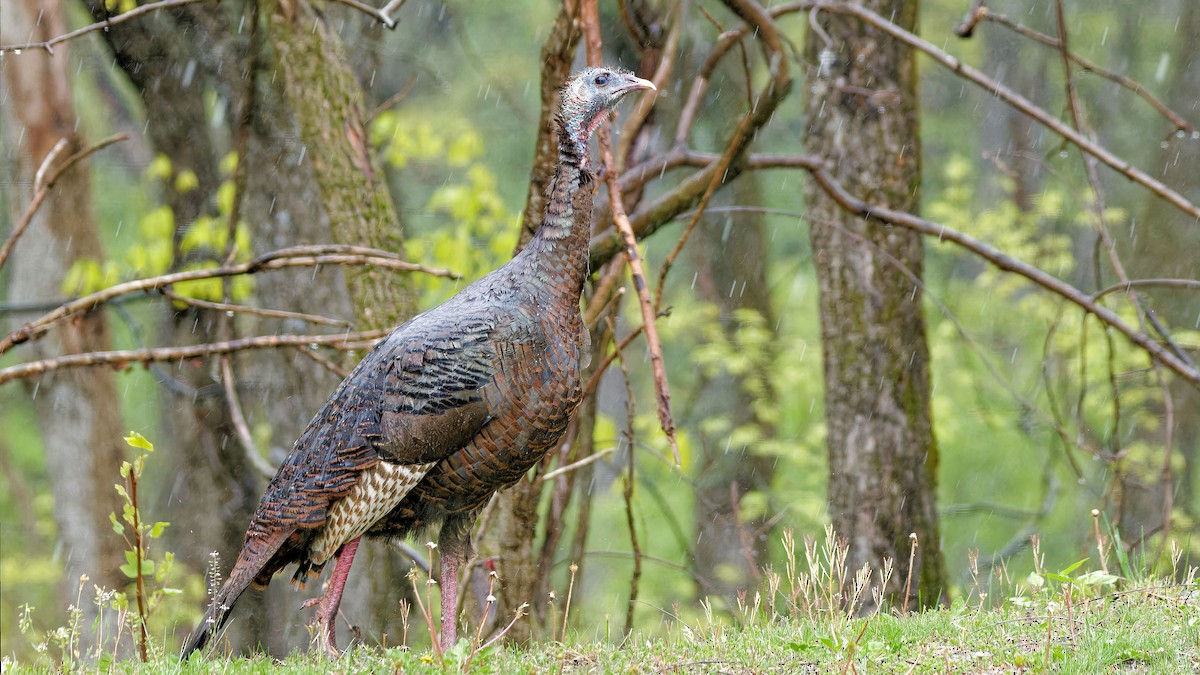 Wild Turkey - ML564096751