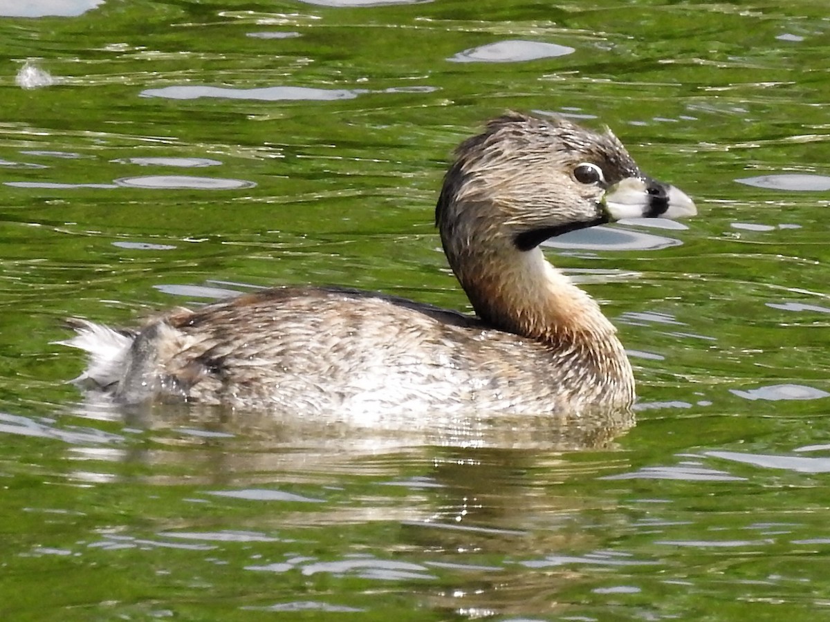 Pied-billed Grebe - ML564096991