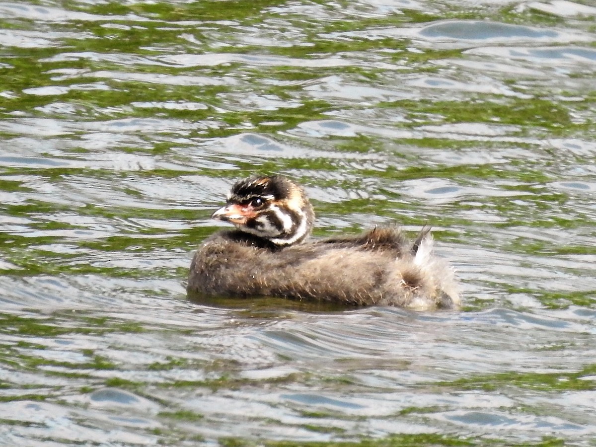 Pied-billed Grebe - Robert Neill