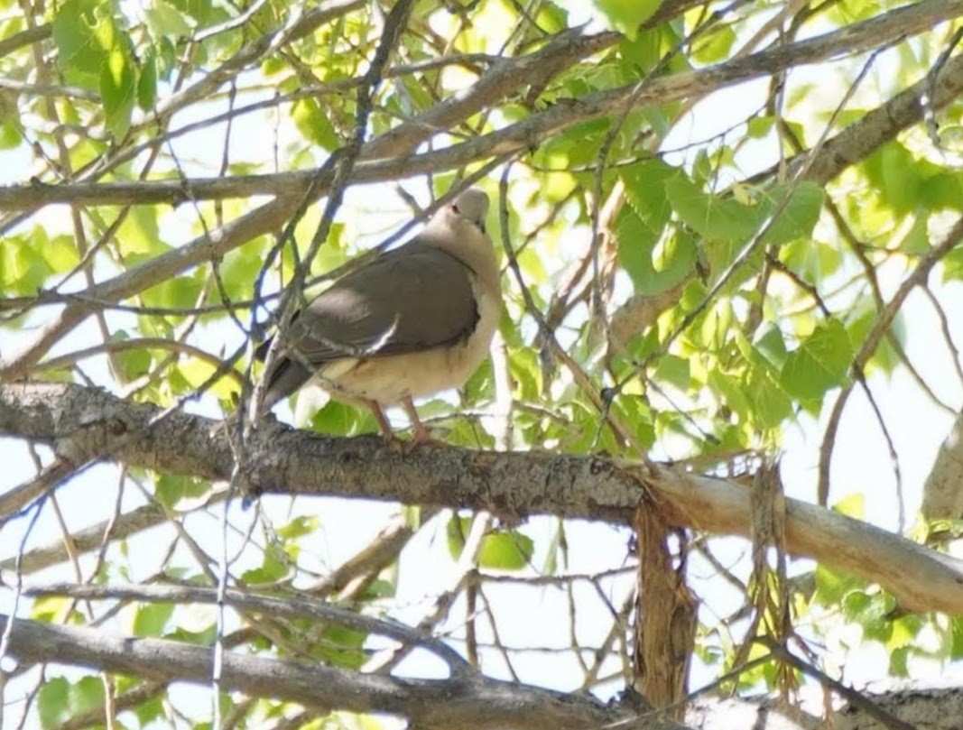 White-tipped Dove - ML564097081