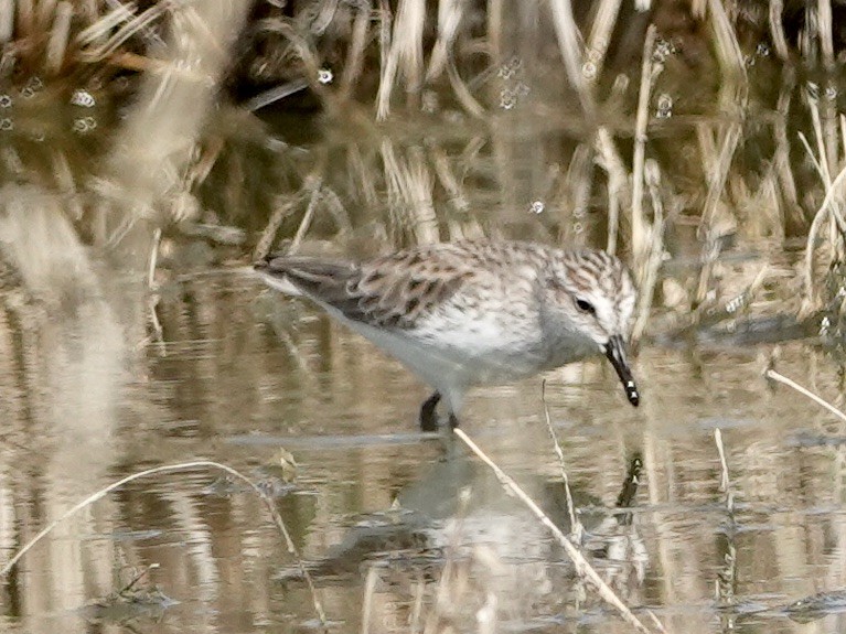 Semipalmated Sandpiper - ML564097321