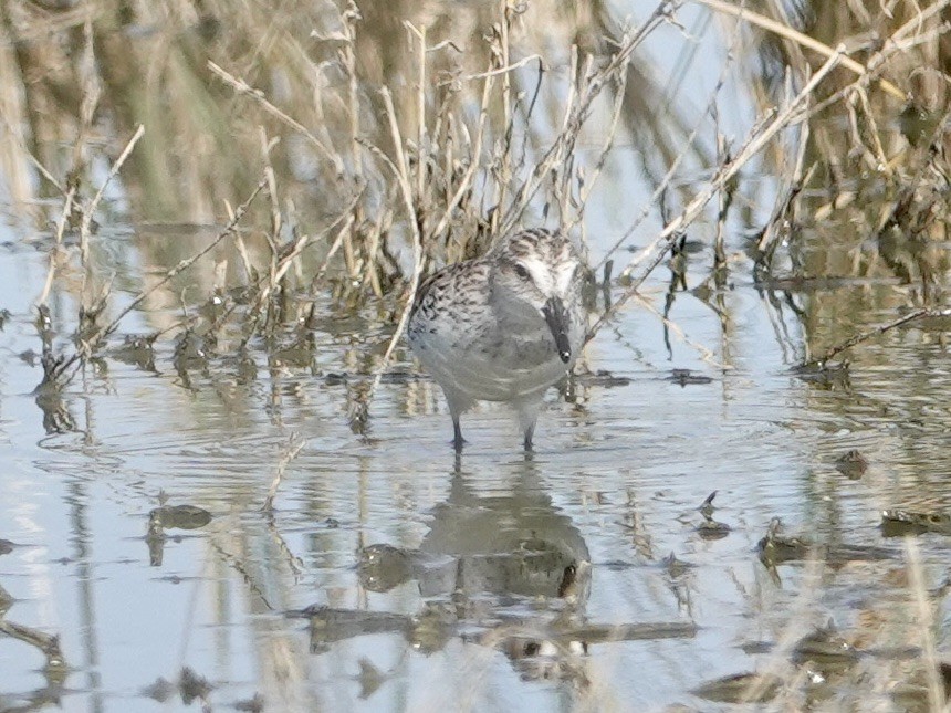 Semipalmated Sandpiper - ML564097331