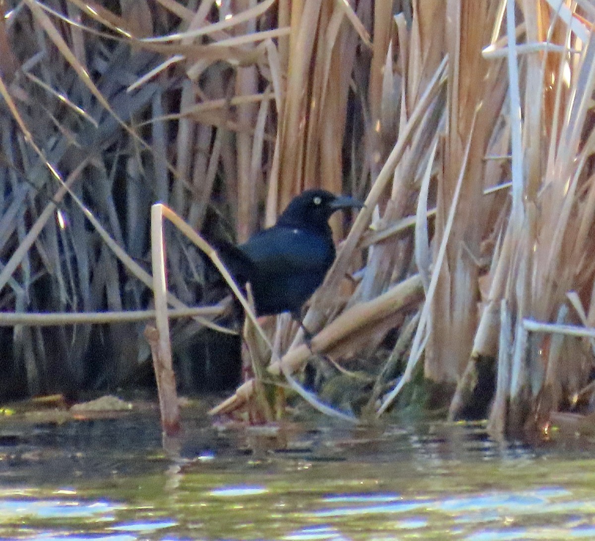 Great-tailed Grackle - JoAnn Potter Riggle 🦤
