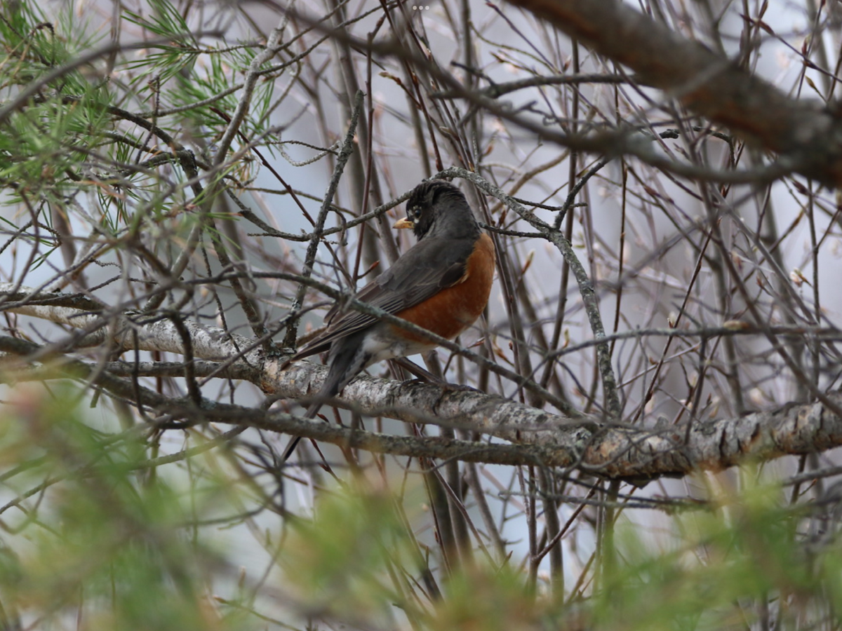 American Robin - ML564099281