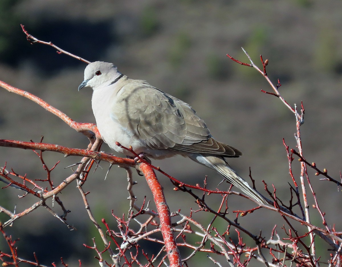 Eurasian Collared-Dove - ML564099381