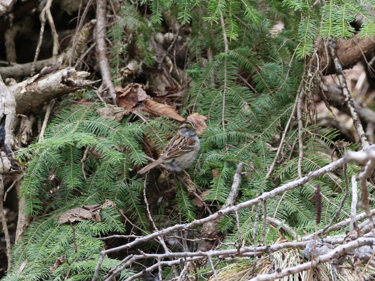 Bruant à gorge blanche - ML564099411