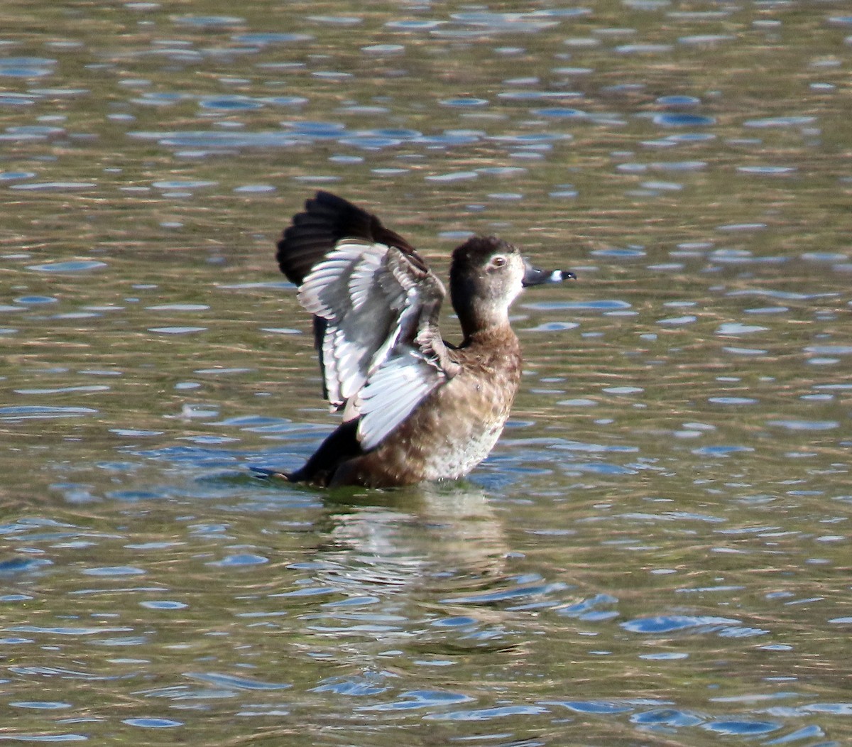 Ring-necked Duck - ML564099611