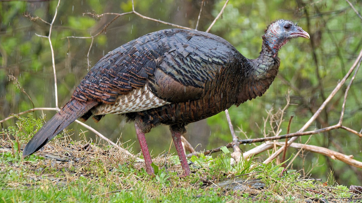 Wild Turkey - ML564100031