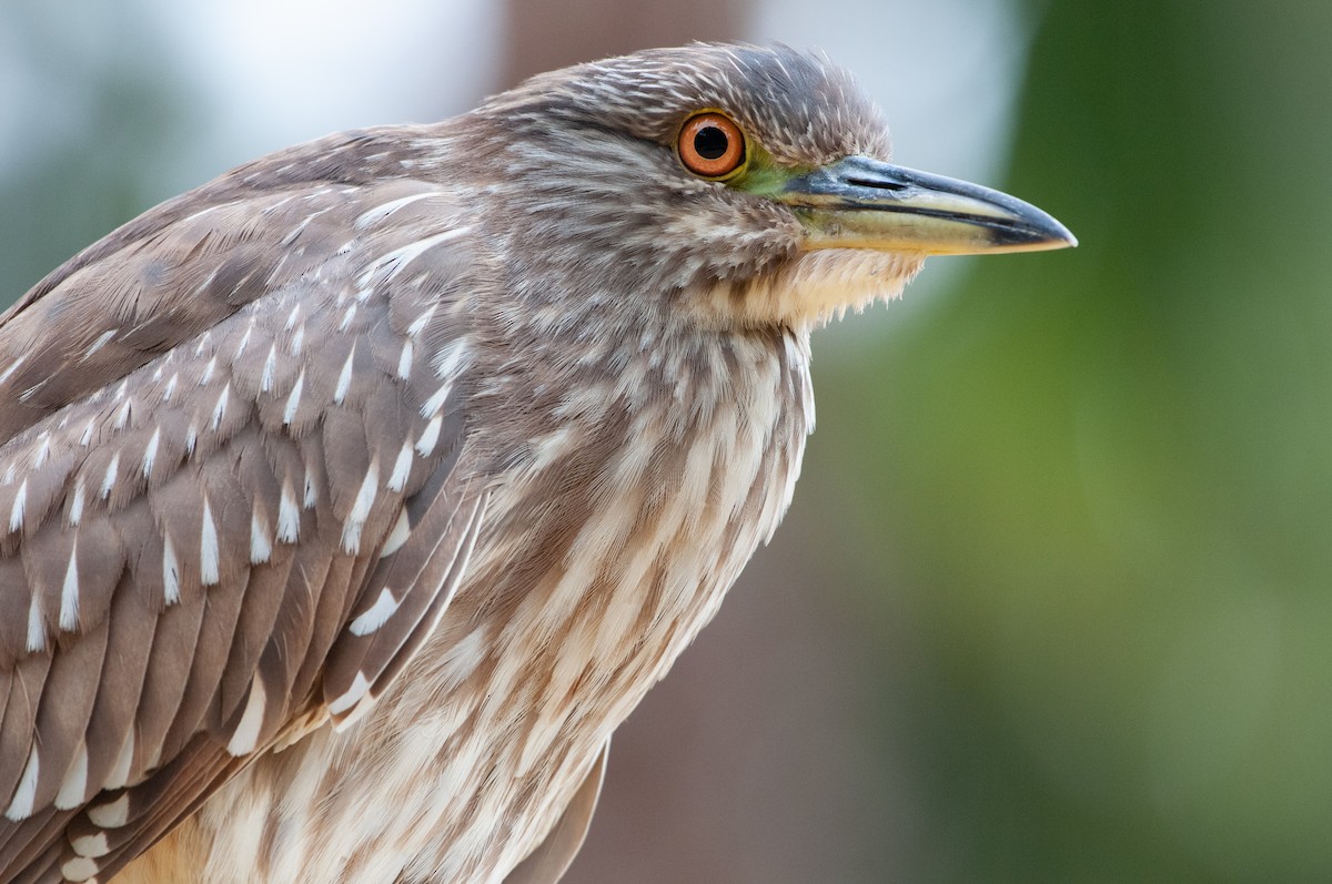 Black-crowned Night Heron - Ben Martin Mortimer