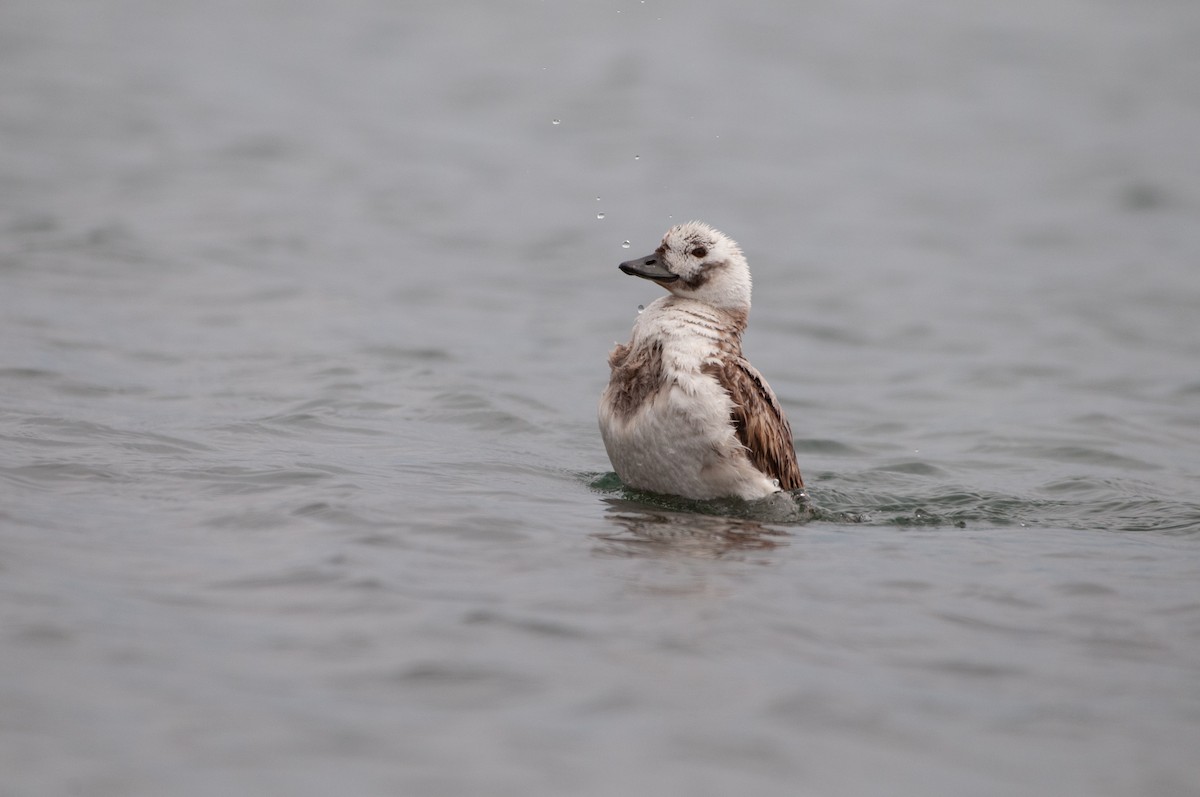 Long-tailed Duck - ML564100961