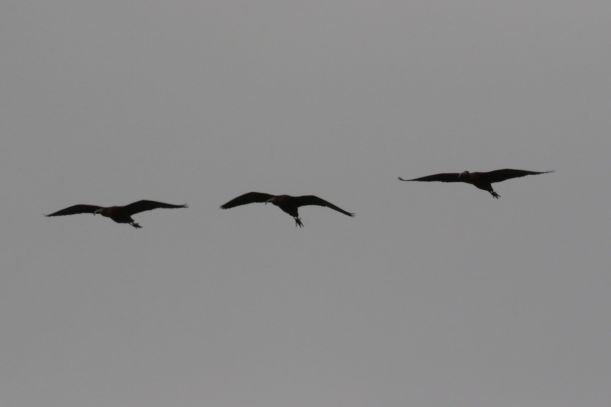 White-faced Ibis - ML564102161