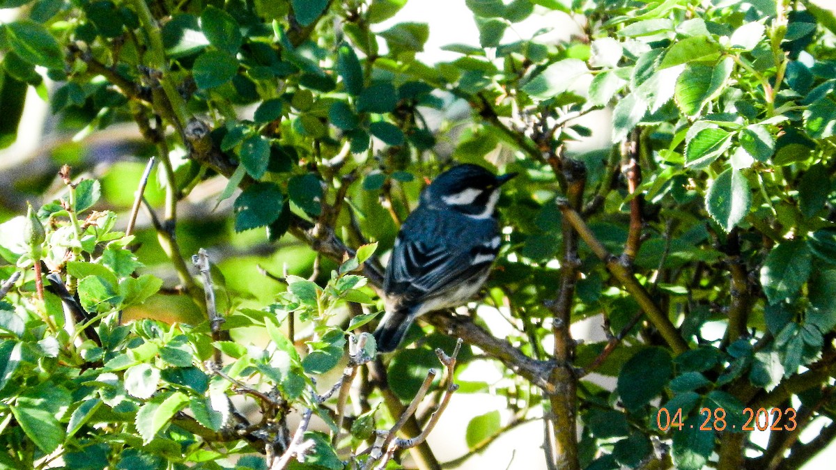 Black-throated Gray Warbler - Phillip and Patsy Hicks
