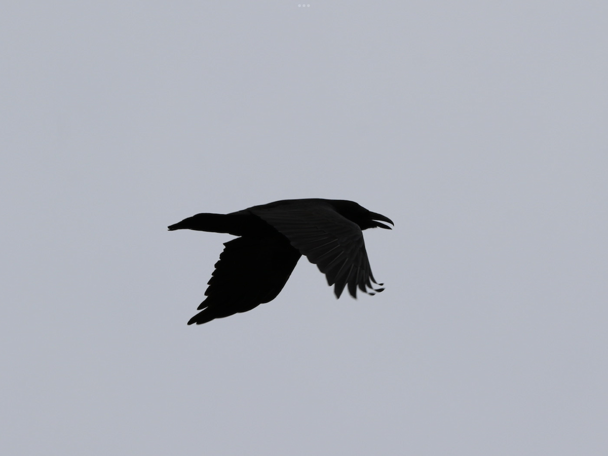 Common Raven - Robert Pettigrew