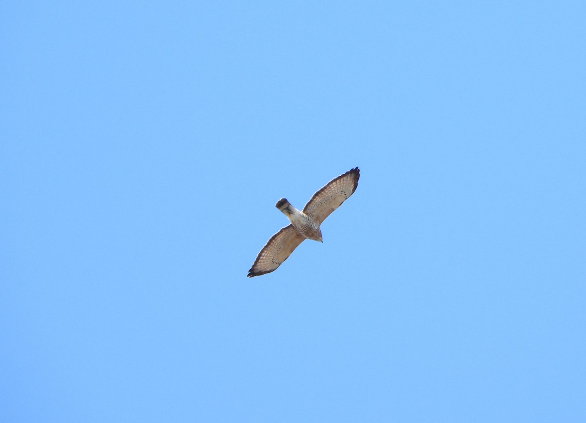 Broad-winged Hawk - ML564103741