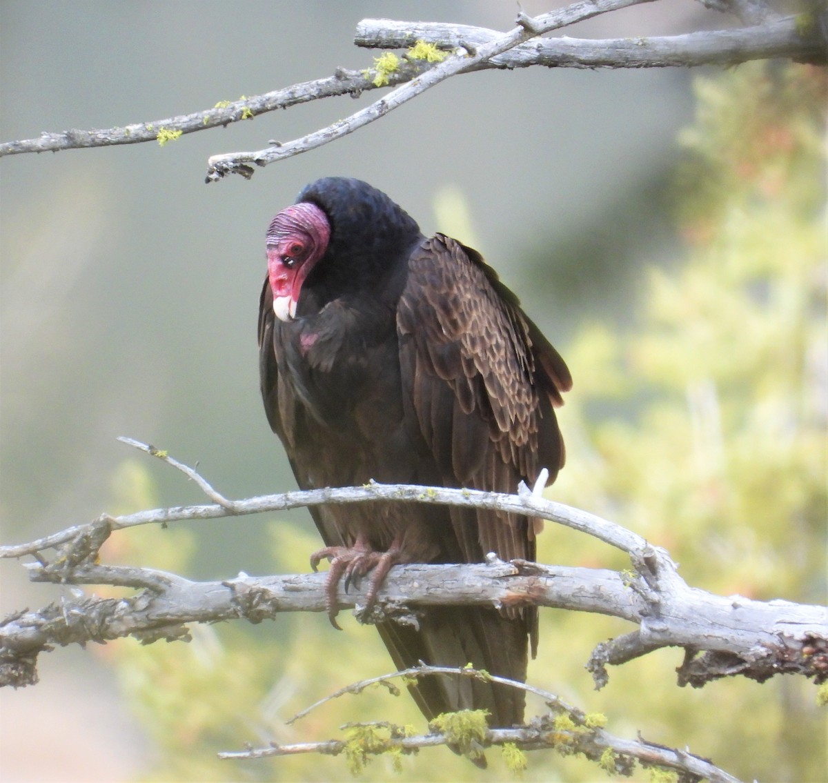 Turkey Vulture - ML564104021