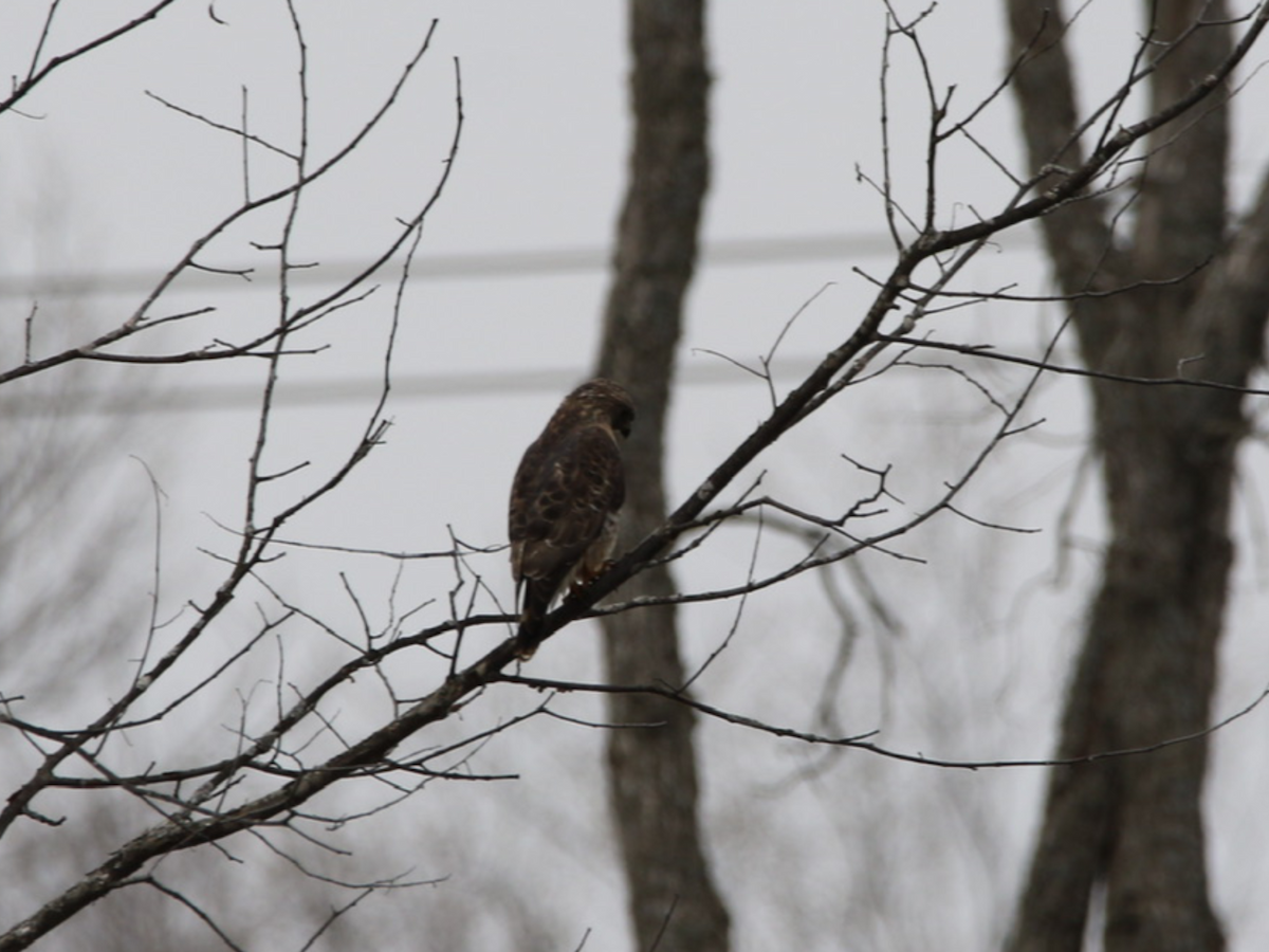 Broad-winged Hawk - Robert Pettigrew