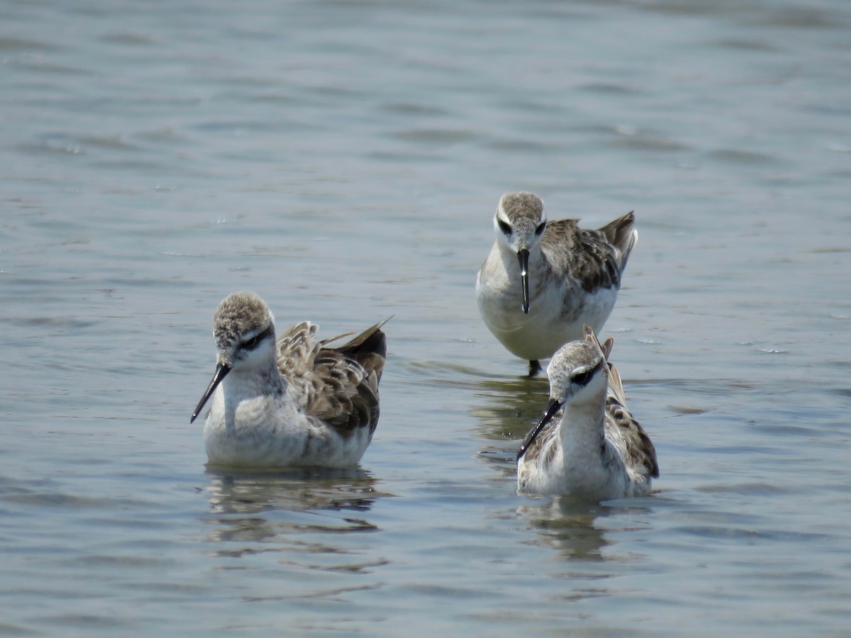 hvithalesvømmesnipe - ML56410521