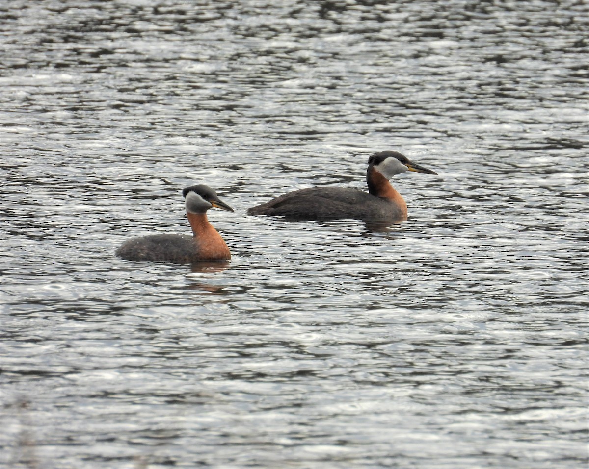 Red-necked Grebe - Mark Selle