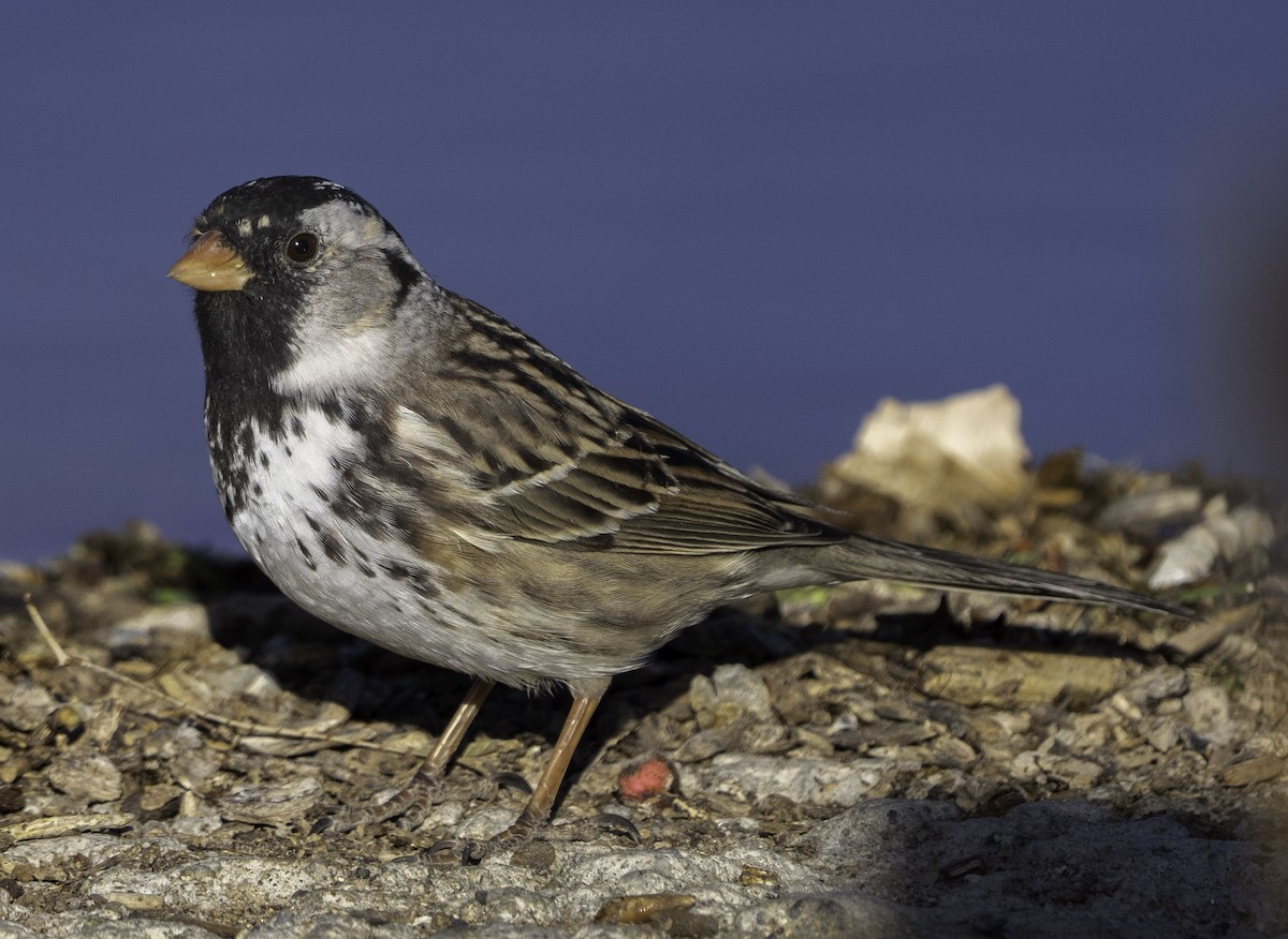 Harris's Sparrow - ML564105391