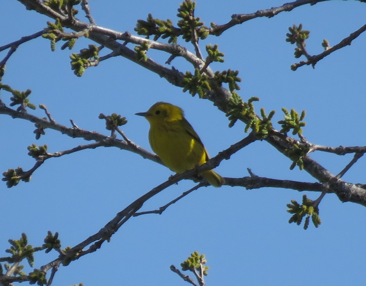 Yellow Warbler (Northern) - ML564106461