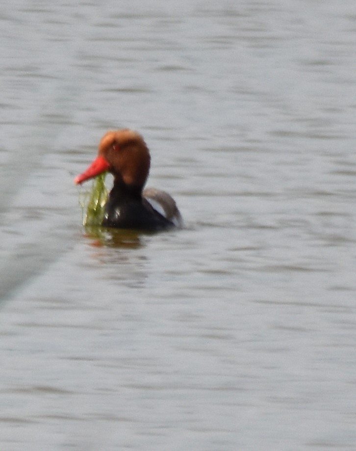 Red-crested Pochard - ML564106821