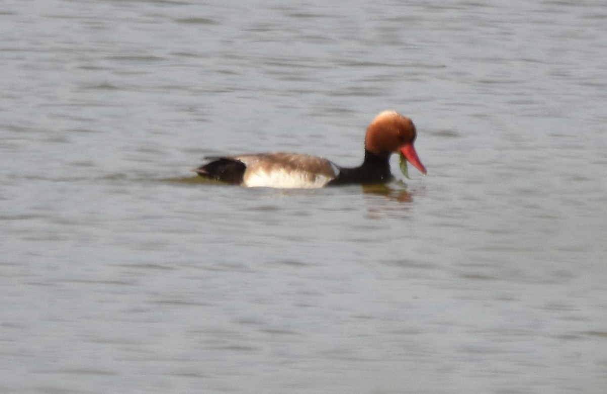 Red-crested Pochard - ML564106831