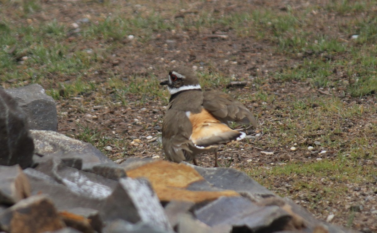 Killdeer - ML564107211