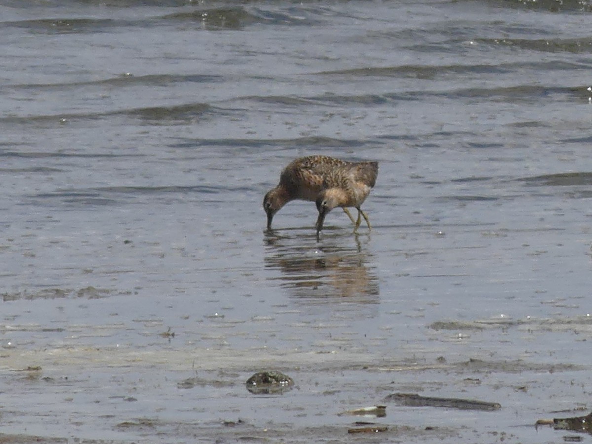 Long-billed Dowitcher - ML564107391