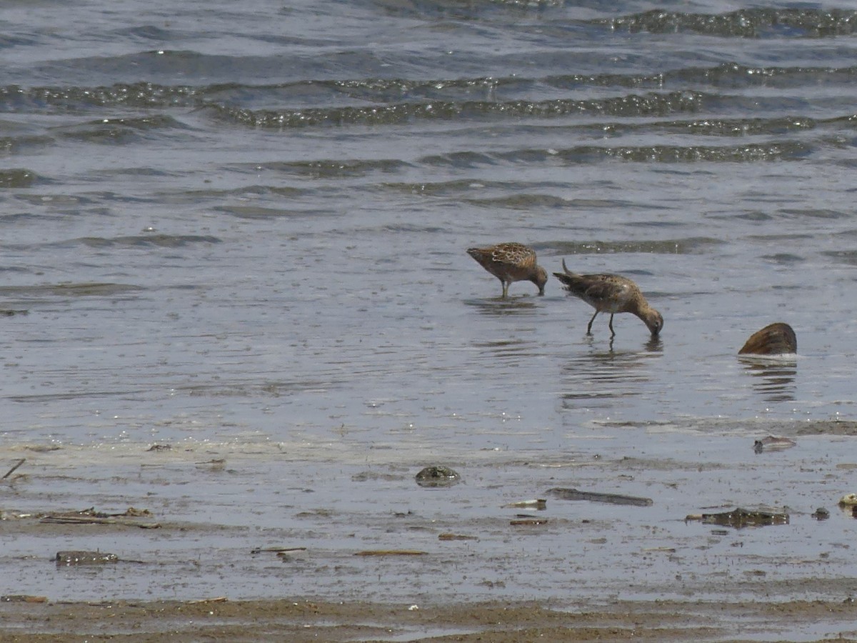 Long-billed Dowitcher - ML564107411