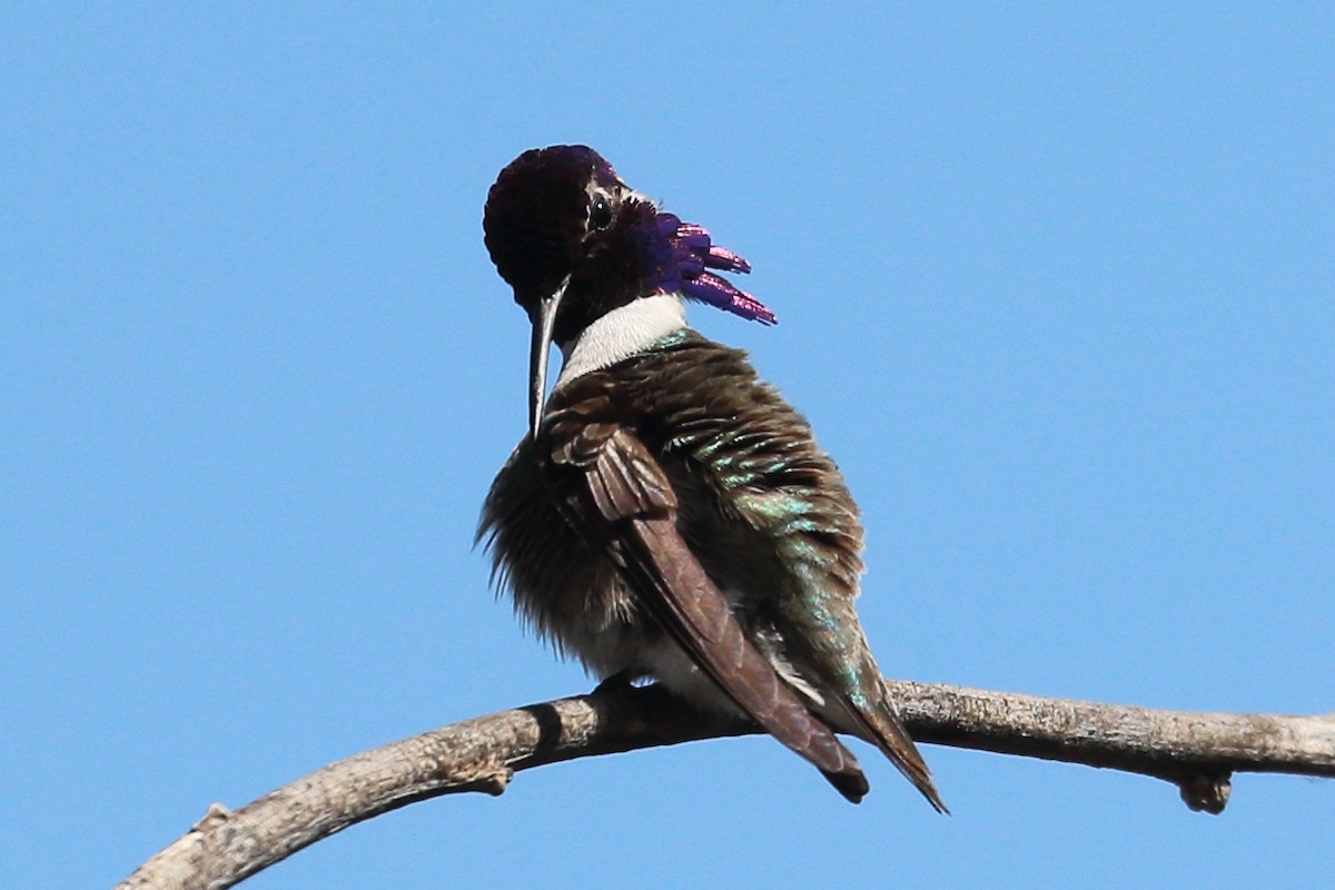 Costa's Hummingbird - ML564107441