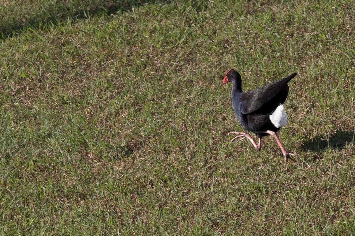 Australasian Swamphen - ML564109271