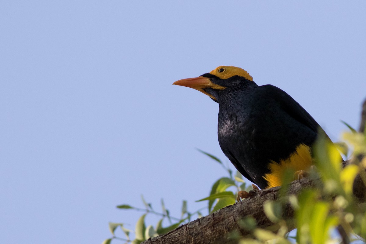 Yellow-faced Myna - ML564109301