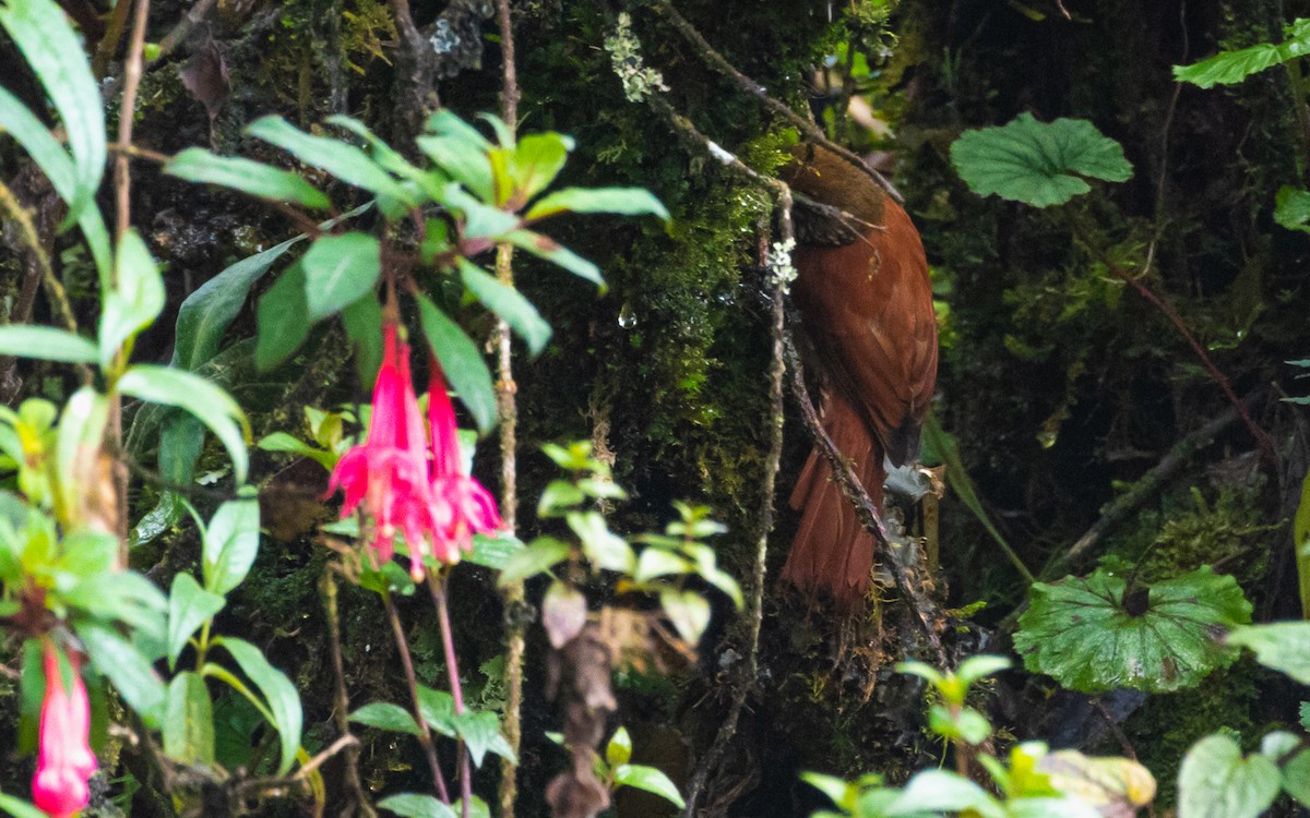 Pearled Treerunner - David Monroy Rengifo