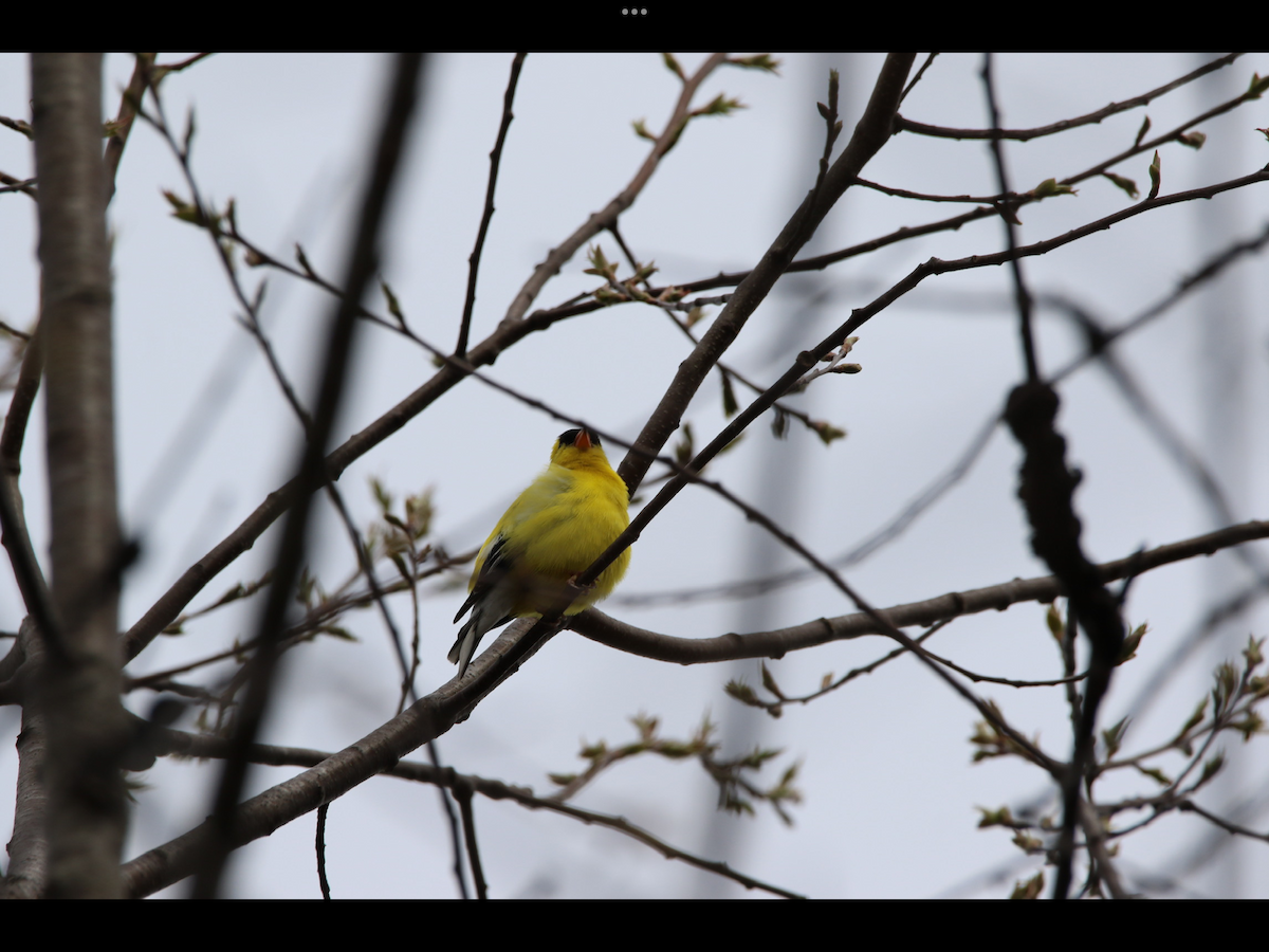 American Goldfinch - ML564110881