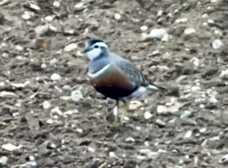 Eurasian Dotterel - ML564111091