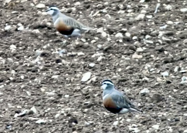 Eurasian Dotterel - ML564111101