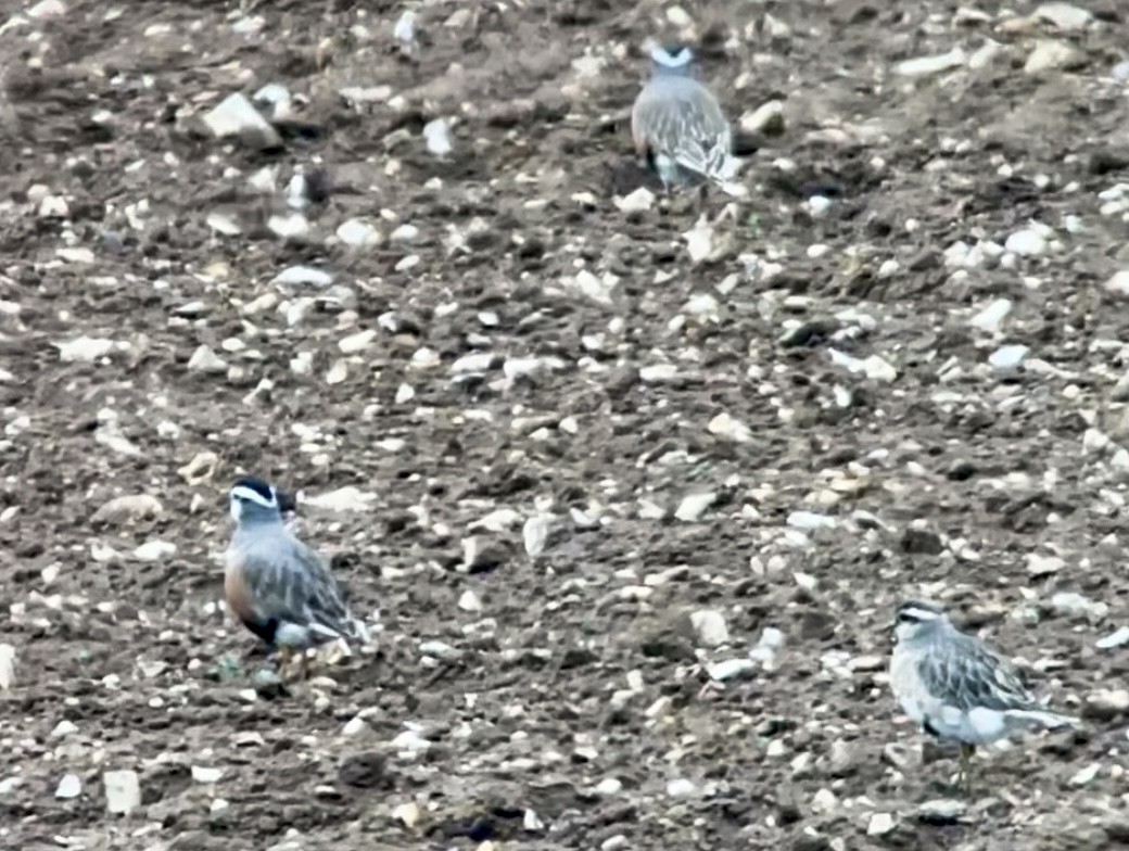 Eurasian Dotterel - ML564111111