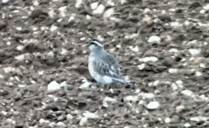 Eurasian Dotterel - ML564111121