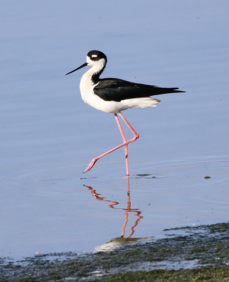 Black-necked Stilt - ML564111171