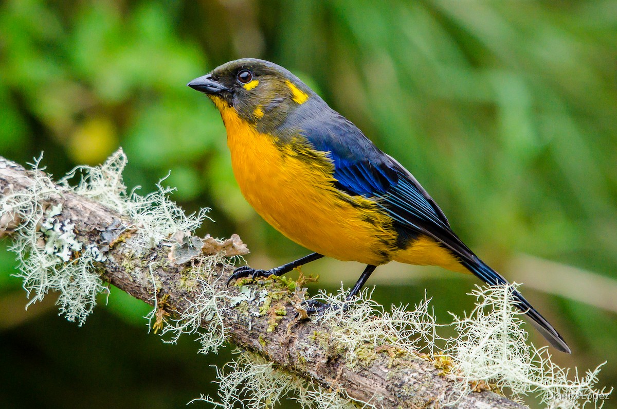 Lacrimose Mountain Tanager - Diana López G