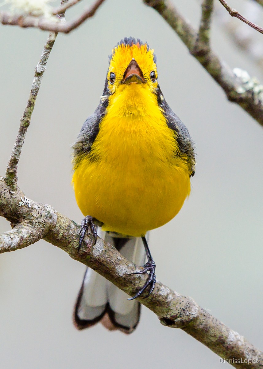 Süslü Ötleğen (chrysops) - ML564111561