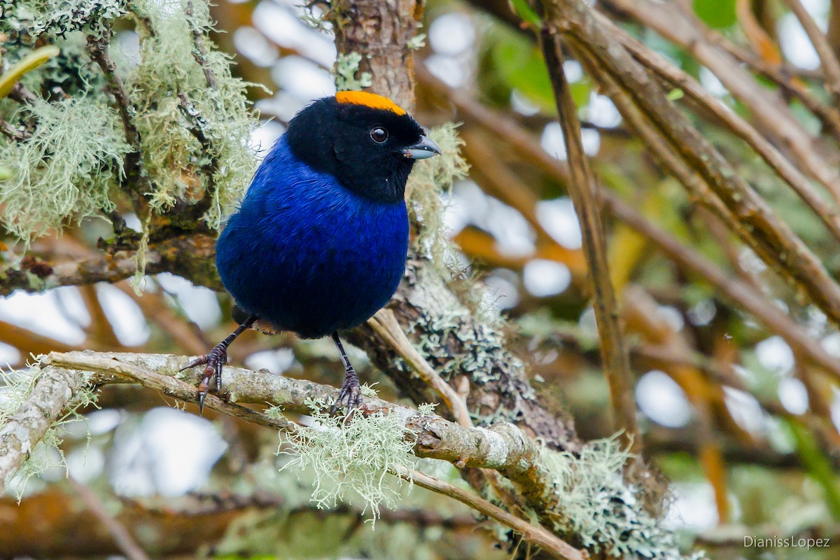 Golden-crowned Tanager - Diana López G